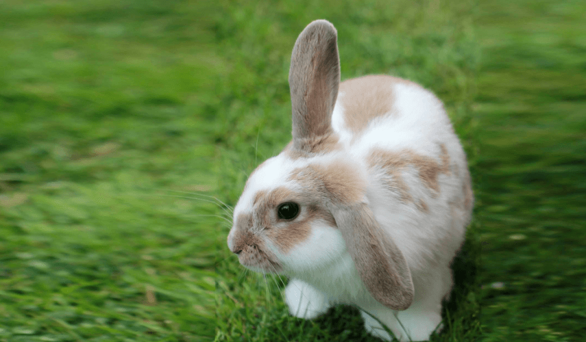 Rabbit