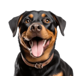 Pets & Animals